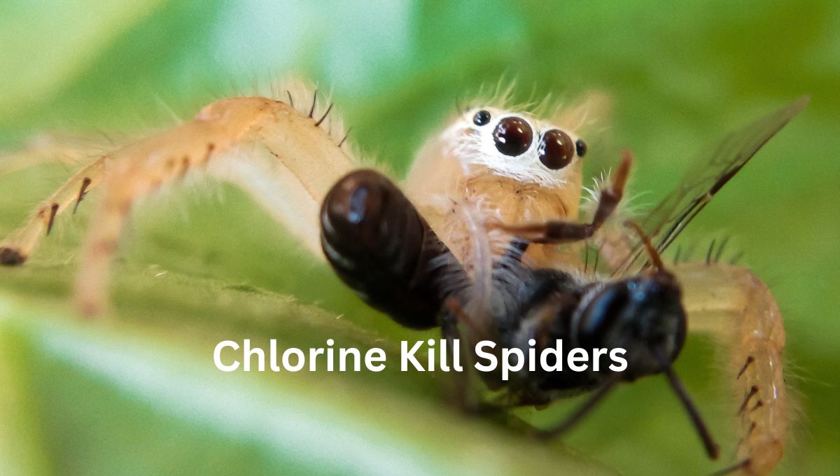 Chlorine Kill Spiders